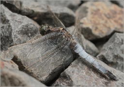 <p>VÁŽKA ČERNOŘITNÁ - sameček (Orthetrum cancellatum) -----/Black-tailed skimmer - Großer Blaupfeil/</p>